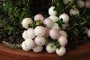 <em>Gaultheria hybrid</em> 'Pearls'